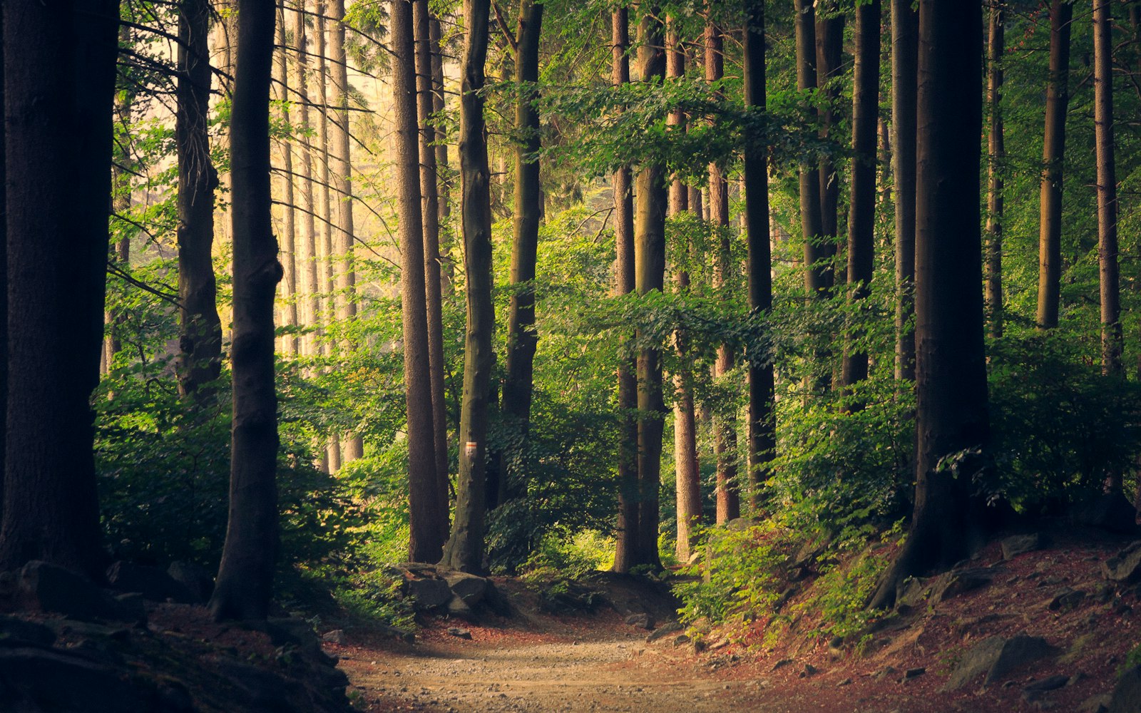 A dense green forest with sunlight filtering through the trees